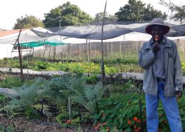 The Chartwell Veggie Patch - Kingdom Mtombeni