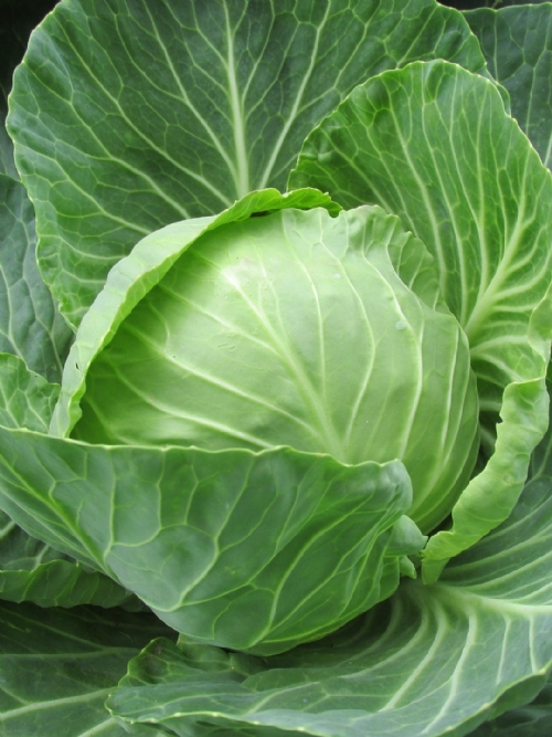 Cabbage, white