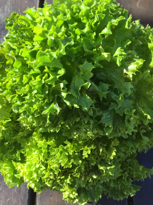 Lettuce, curly leaf