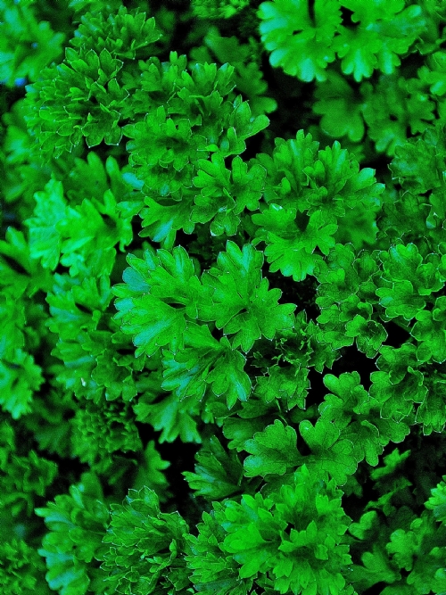 Parsley, bunch