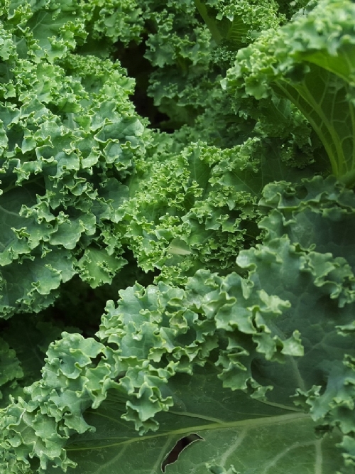 Kale