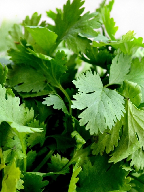 Coriander, 30g