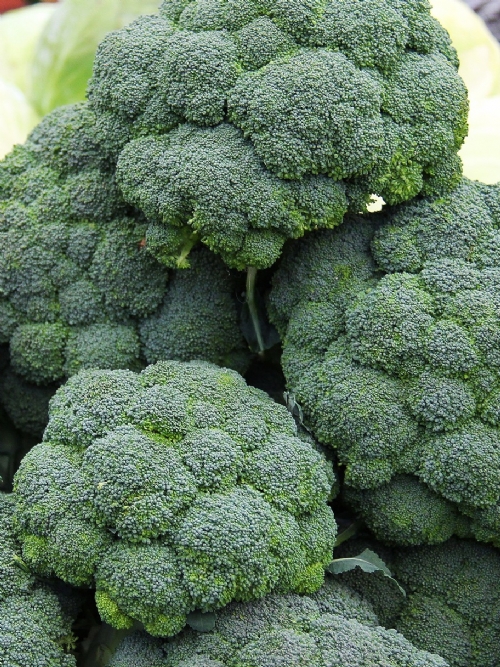 Broccoli, 8 heads