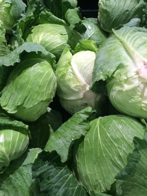 Cabbage, 15kg