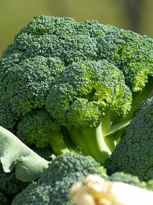 Broccoli