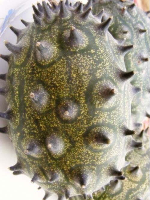 African Horned Cucumber