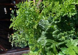Herb Garden